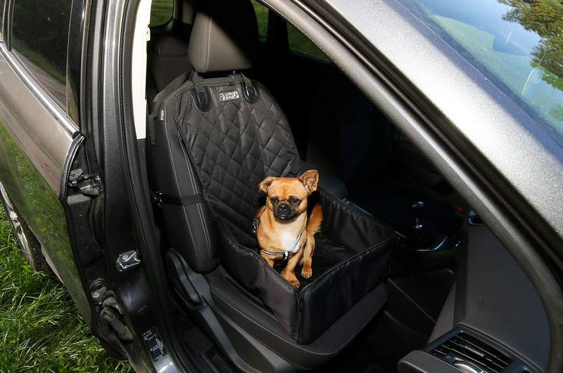 dog-in-car-seat