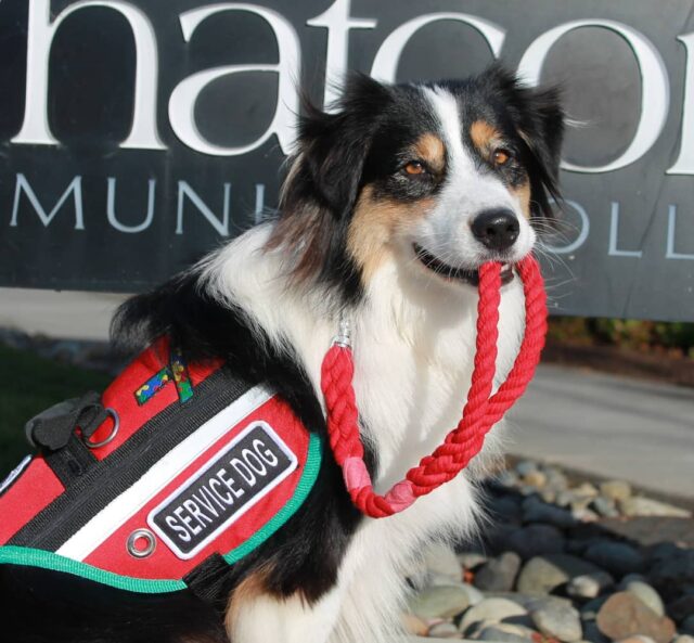 Australian shepherd hot sale therapy dog