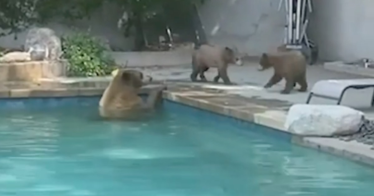 Backyard Bears Featured