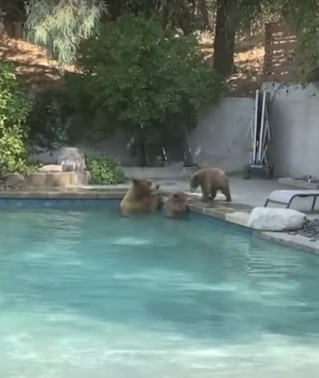 Bears in pool