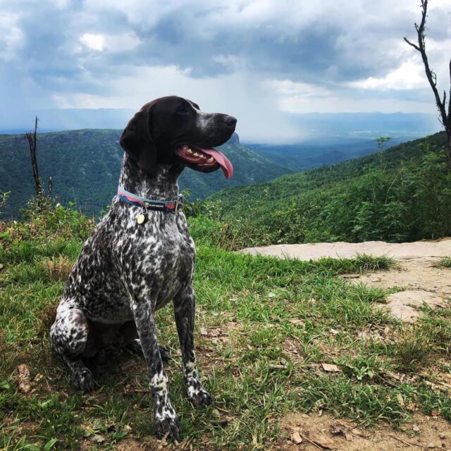 Bee Dog in Mountains