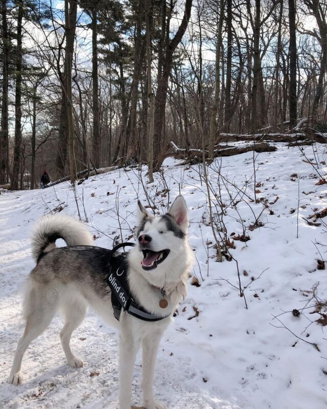 Blind Dog on Snow Adventure