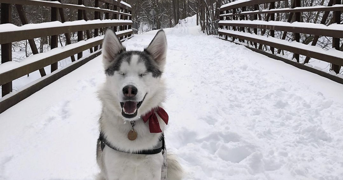 Blind Husky Loves the Snow
