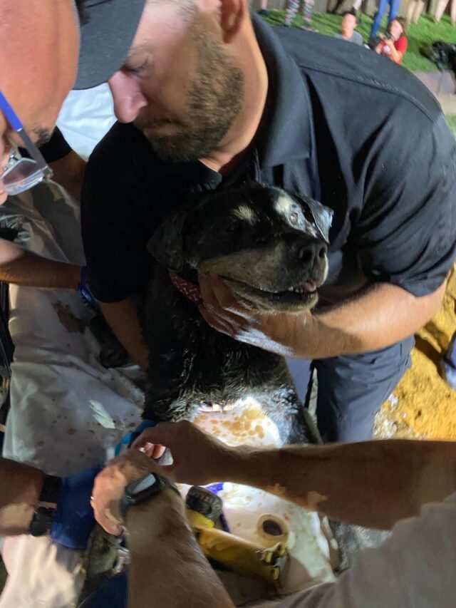 Blind dog saved from storm drsin