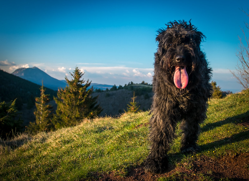 Bouvier des Flandres tongue hanging out