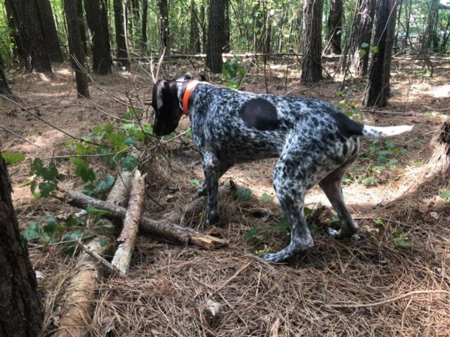 Darwin sniffing for bees