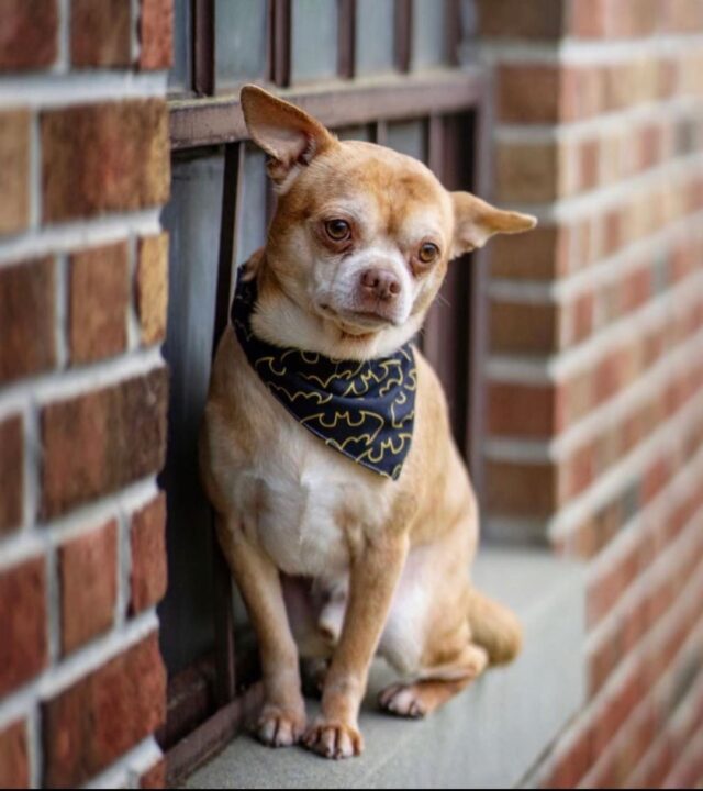 Demonic Chihuahua posing with bandana