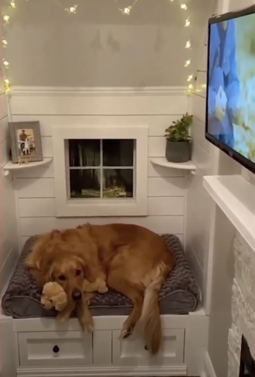 Golden Retriever Shows Off His Luxurious Indoor Doghouse