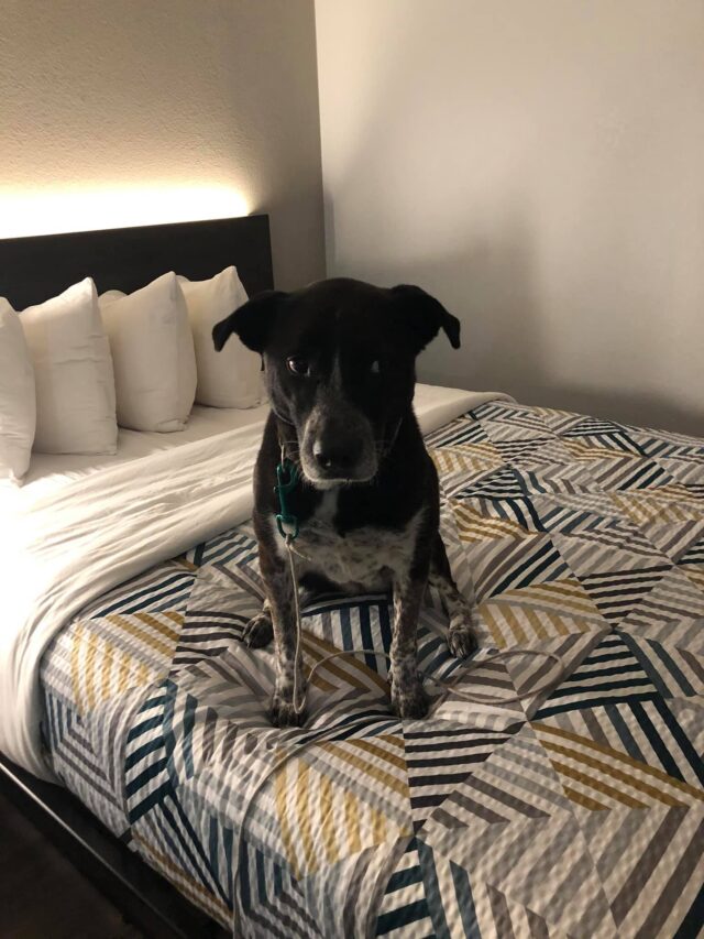 Dog in hotel room