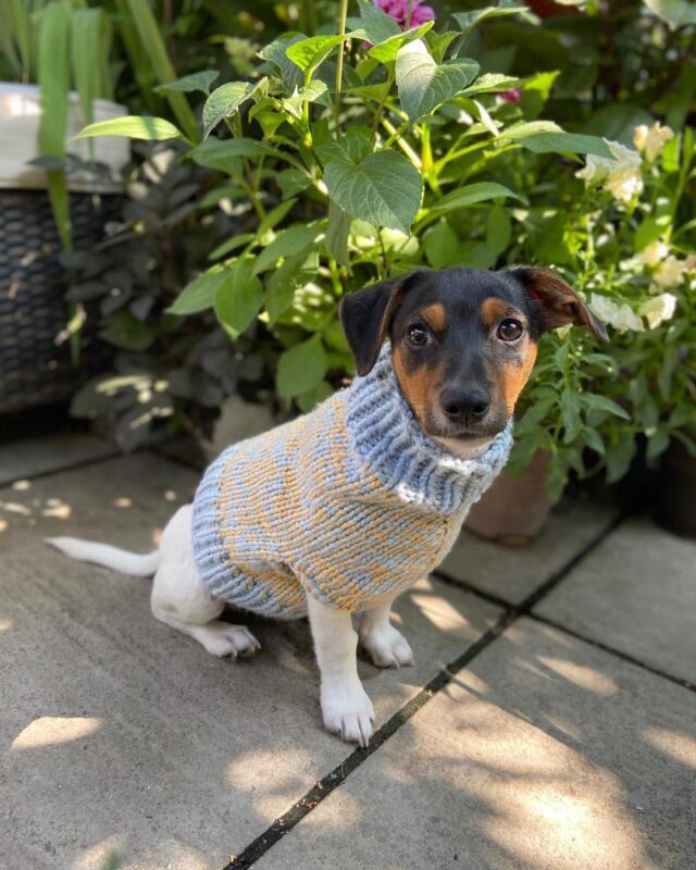 Dog modeling knitted jumpsuit