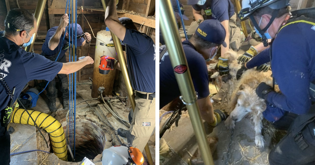 Dog saved from well