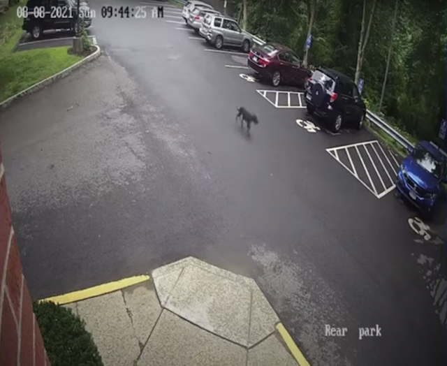 Dog sprinting to work footage