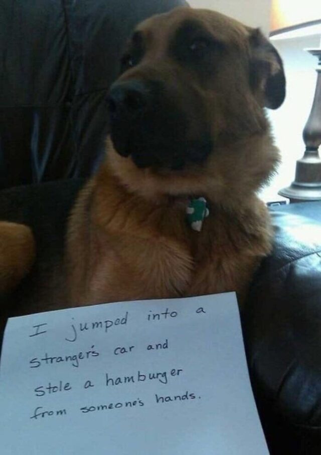 Dog steals hamburger