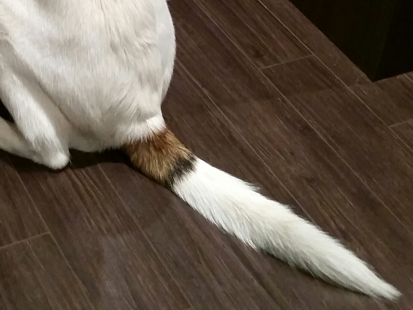 why-my-dog-wags-his-tail