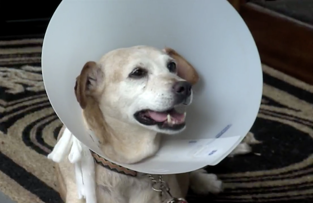 Dog wearing cone