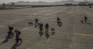 Dogs on Afghanistan plane