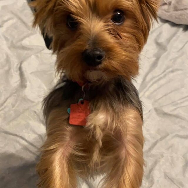 Lost Yorkie adopted by new family