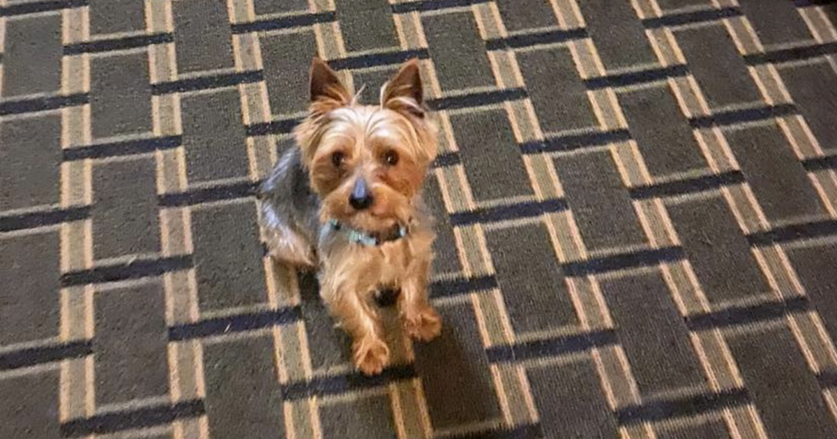 Lost Yorkie Adopted