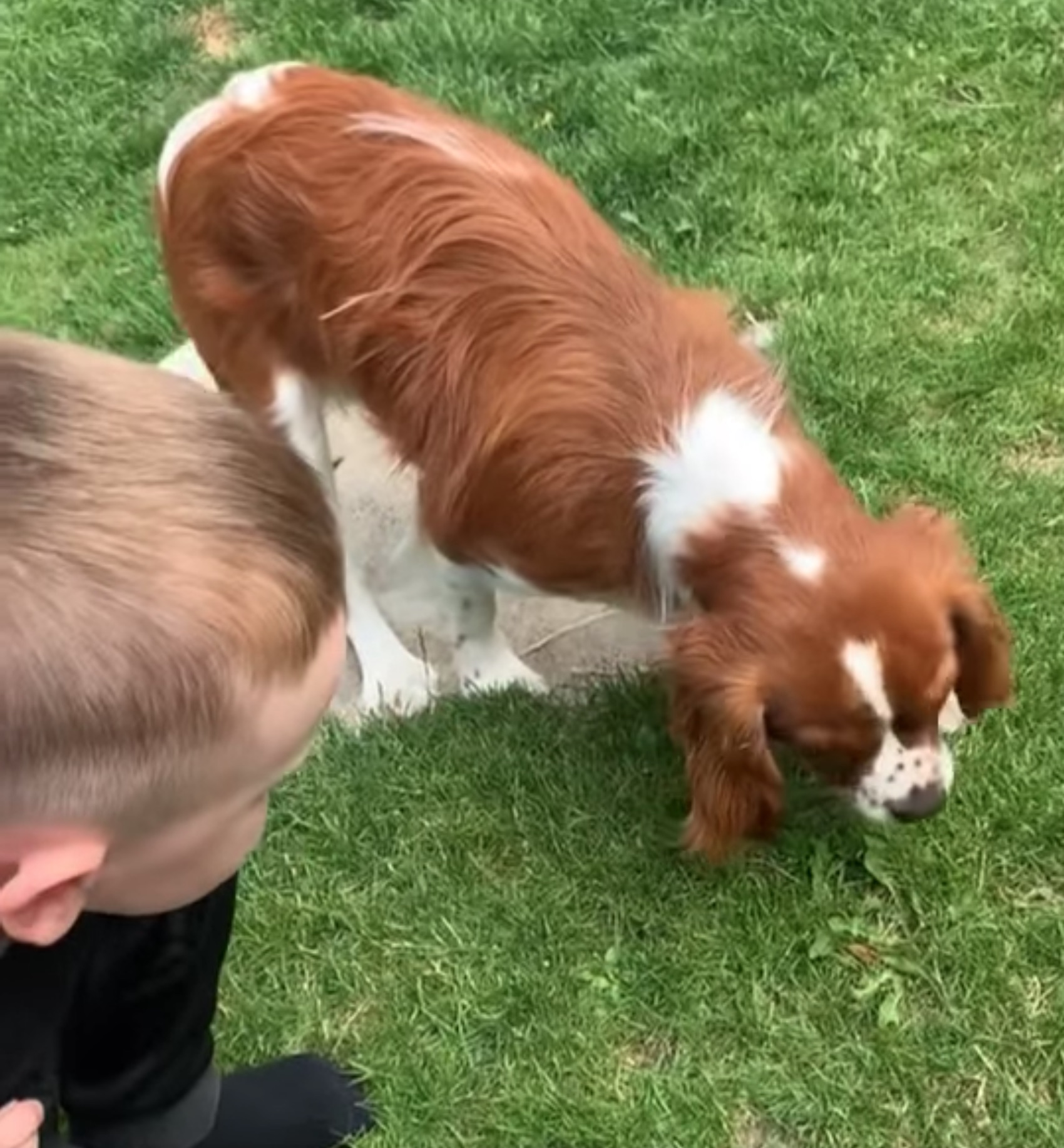 Dog eats butterfly sale