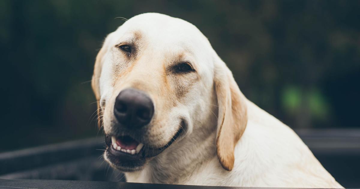 Labradors Deemed The “Naughtiest Breed” In New Study
