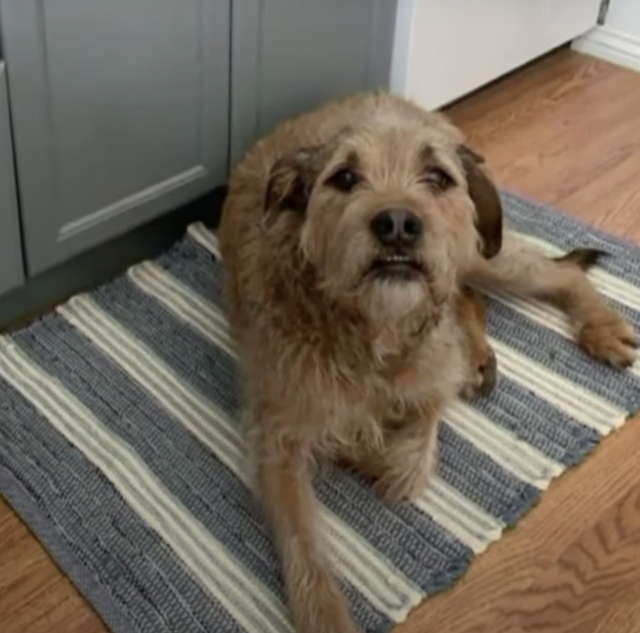 Rescue dog wrongfully euthanized