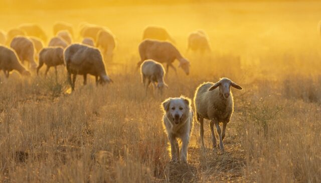 Sheep herding dog