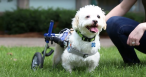 Teddy paralyzed dog