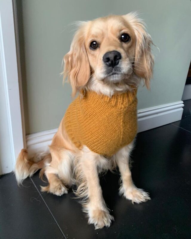 Tom Daley knitted dog jumper