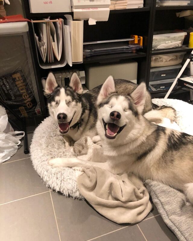 Two Blind Huskies