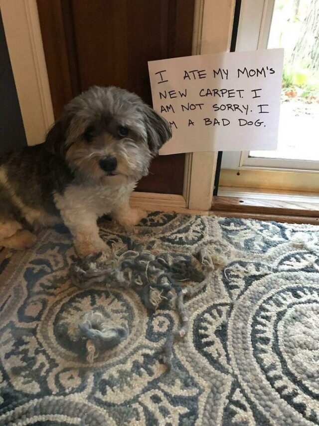 Guilty dog eats carpet