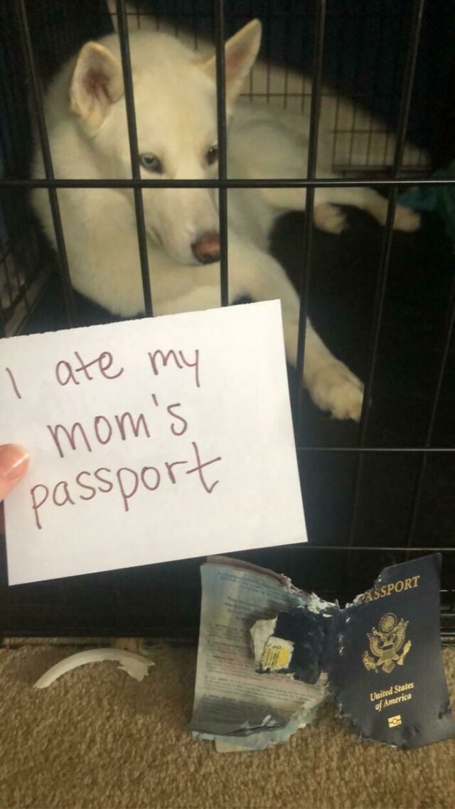 Dog eats passport