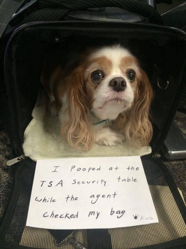 Dog pooped at TSA