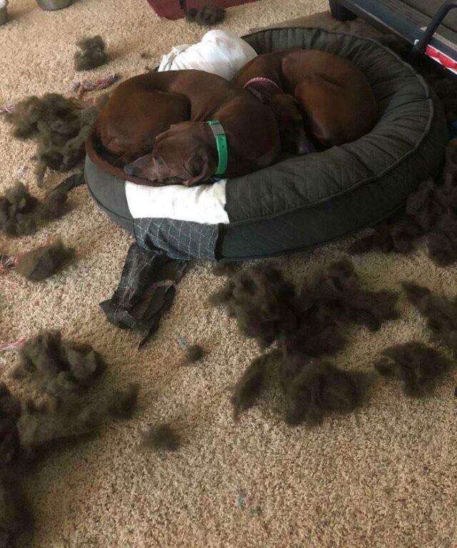 Dogs sleeping in ripped bed