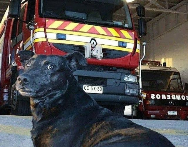 fire station dog