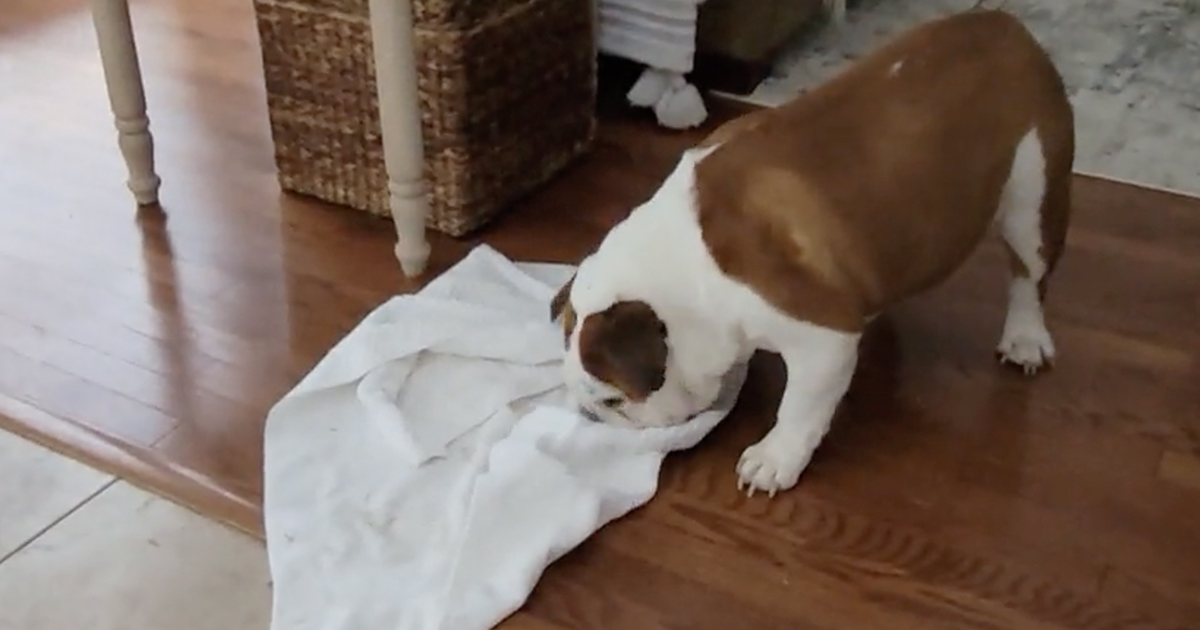 The Super Simple DIY Towel Trick That Will Keep Your Hungry Pup Happy