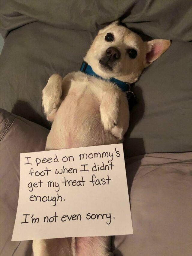 jealous dog pees
