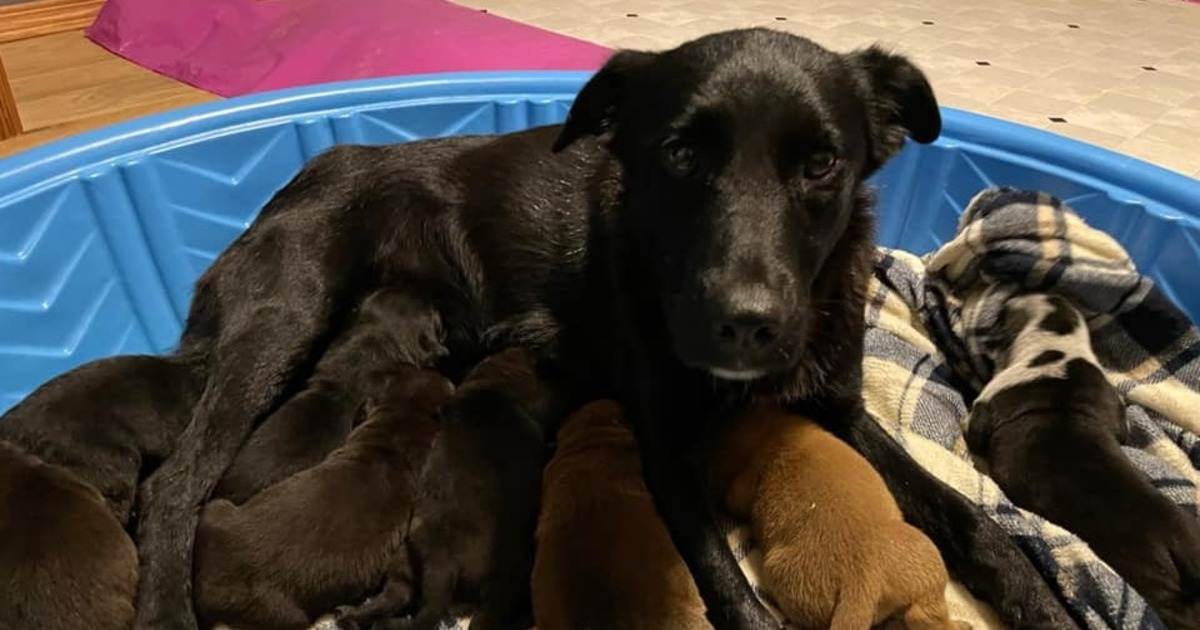 Mama Dog Who Lost Her Litter Is A Miracle For Ten Orphaned Puppies