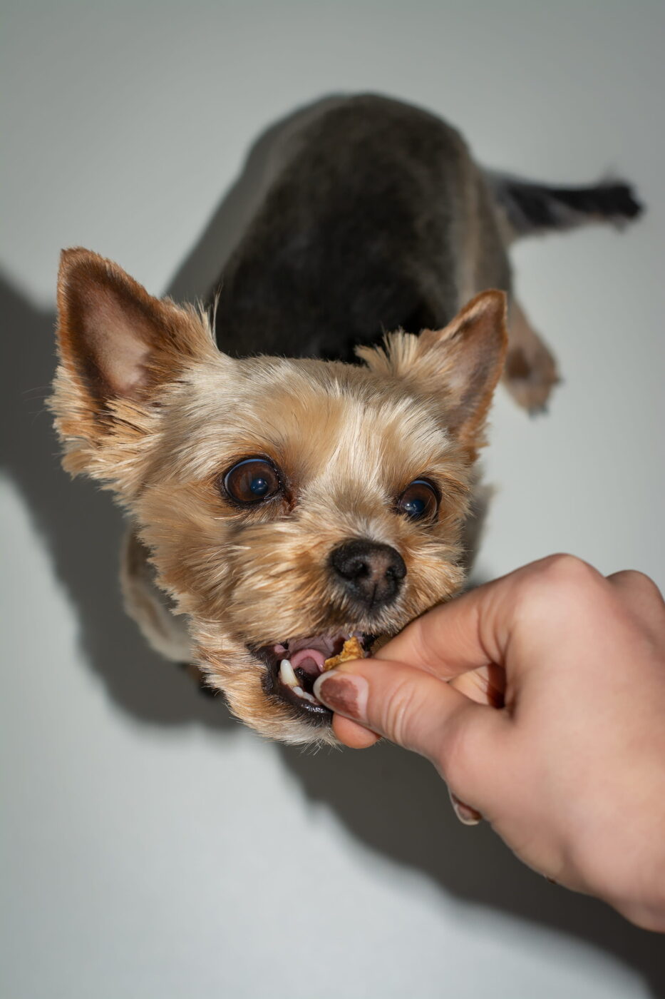 dog-eating-treat