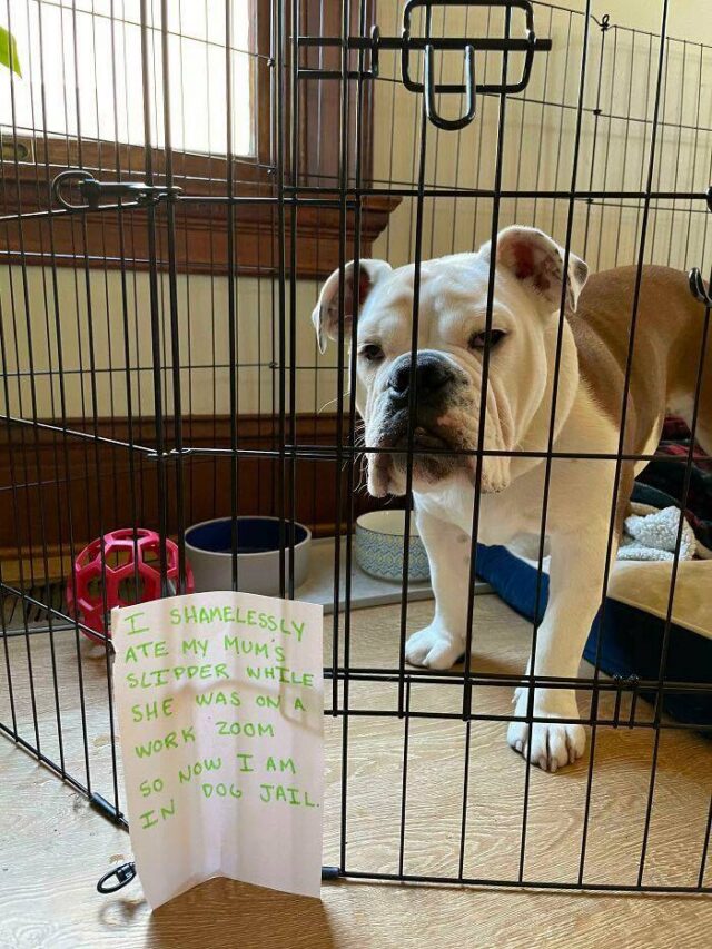 troublemaking Bulldog locked away