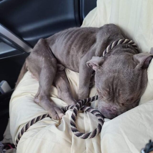 Abandoned Pit Bull Rescued