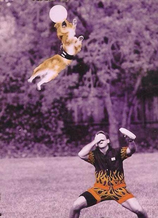 Australian Shepherd catching frisbee