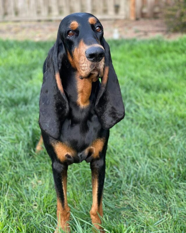 Beautiful hound ears