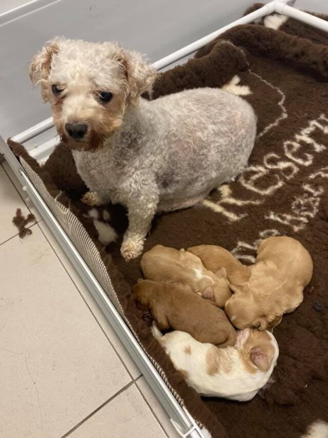Bichon Frise with puppies