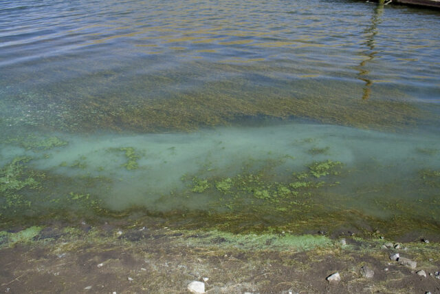 Blue algae in lake