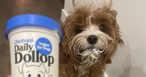 Chobani yogurt for dogs