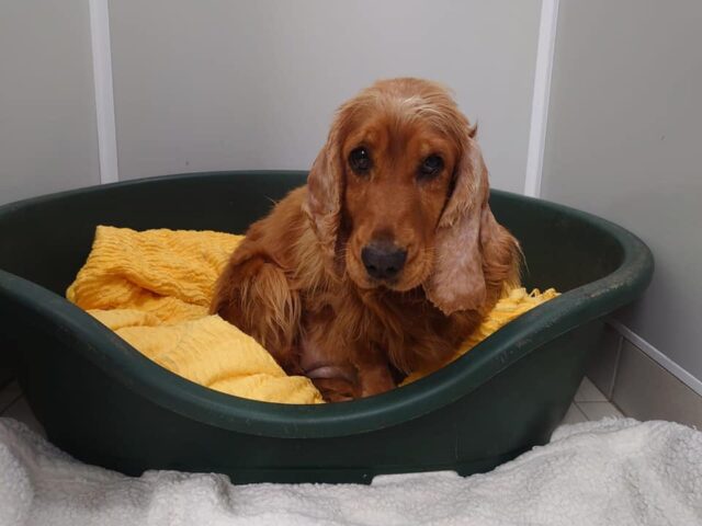 Cocker Spaniel with bite wounds