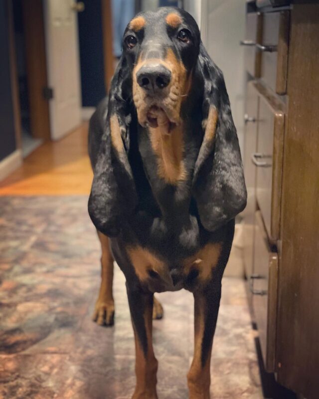 Coonhound with long ears