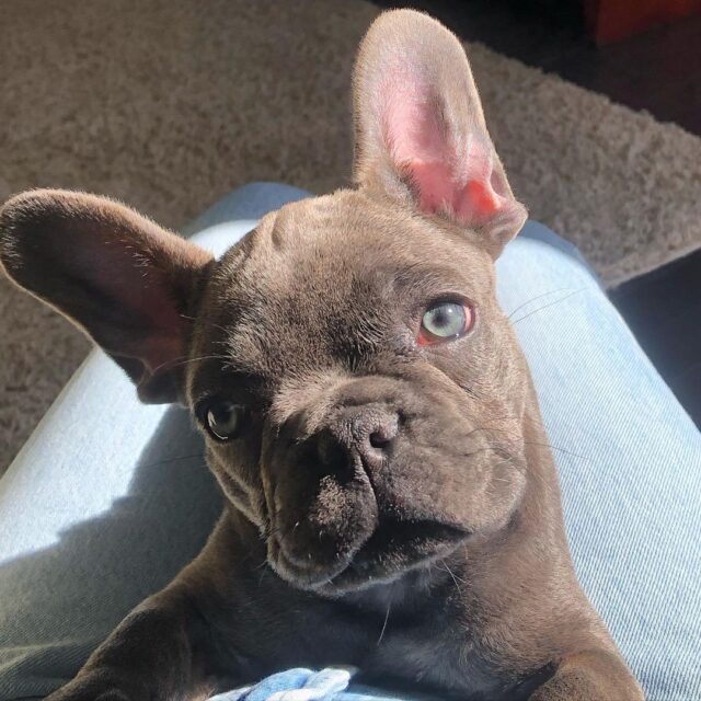 Cute Frenchie Face