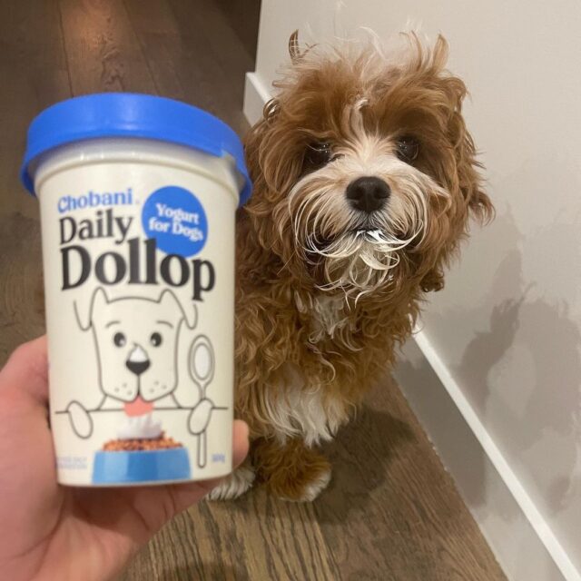 Dog eats Chobani Daily Dollop