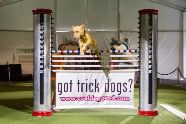 Dog jumping over hurdles